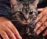 Домашние целители: кошки избавят от множества болезней Домашние целители: кошки избавят от множества болезней
