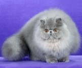 Лечение кошками: необычный метод терапии при раке Лечение кошками: необычный метод терапии при раке