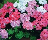 7 комнатных растений, опасных для здоровья