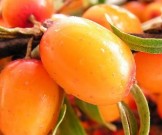 Компрессы из облепихи при болях в суставах Компрессы из облепихи при болях в суставах