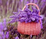 8 растений, которые помогут выспаться