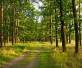 Экотерапия: прогулка в лесу Экотерапия: прогулка в лесу