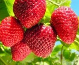 Как улучшить работу сердца Как улучшить работу сердца