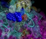 Распространенная половая инфекция вызывает рак простаты Распространенная половая инфекция вызывает рак простаты
