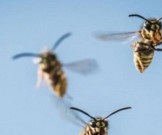 Советы по защите от укуса насекомых Советы по защите от укуса насекомых