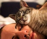 Аллергия на кошек: как ужиться с питомцем Аллергия на кошек: как ужиться с питомцем