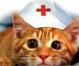 Владельцы домашних животных обладают более крепким иммунитетом