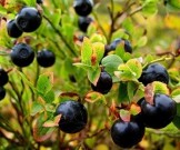Летние ягоды: в чем польза?.. Летние ягоды: в чем польза?..