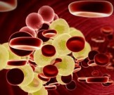 Интеллект человека можно улучшить с помощью холестерина Интеллект человека можно улучшить с помощью холестерина