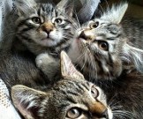 Как кошки лечат людей Как кошки лечат людей