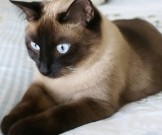Кошка как домашний доктор Кошка как домашний доктор