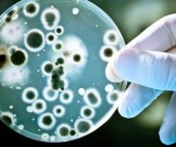 Ученые обнаружили бактерию от ожирения и диабета