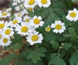 Названо лучшее природное средство от мигрени