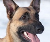 Собак натренировали вынюхивать рак груди Собак натренировали вынюхивать рак груди