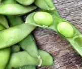 Соя: чем полезна и может она ли заменить мясо? Соя: чем полезна и может она ли заменить мясо?