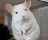 18 домашних питомцев, наиболее безопасных для аллергиков 18 домашних питомцев, наиболее безопасных для аллергиков
