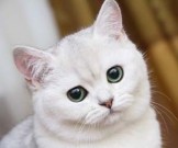 Составлен рейтинг животных, которые помогают справляться с болезнями