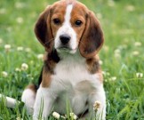 Собака способна продлить одиноким людям жизнь