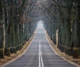 Деревья вдоль дороги защищают астматиков от приступов