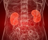 5 натуральных средств для улучшения работы почек