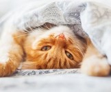 Ученые доказали, что лень заразна