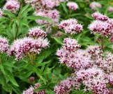 2 растительных средства для повышения эластичности сосудов и профилактики атеросклероза