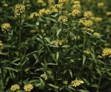 10 лучших натуральных средств для профилактики и лечения сердечной недостаточности