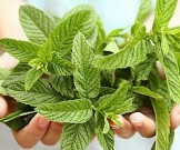 Названо дешевое и всем известное средство, которое поможет контролировать аппетит