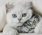 Какие домашние животные больше всего полезны для здоровья?.. Какие домашние животные больше всего полезны для здоровья?..