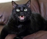 Кошки в доме особенно полезны для мужчин Кошки в доме особенно полезны для мужчин
