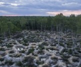 Гибель экосистем Украины: Янтарный апокалипсис