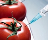 ДНК из ГМО-продуктов попадают в клетки человека ДНК из ГМО-продуктов попадают в клетки человека