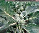 Эти продукты помогают в борьбе с онкологическим заболеванием Эти продукты помогают в борьбе с онкологическим заболеванием