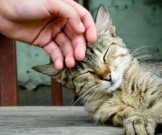 Чем полезно для здоровья общение с кошками?