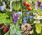 Простые рецепты для улучшения потенции