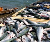 Употребление этого продукта замедляет старение мозга