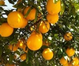 Диетологи выделили 10 самых здоровых продуктов на планете Диетологи выделили 10 самых здоровых продуктов на планете