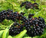 4 полезных свойства ягод бузины
