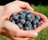 Ежедневное употребление 150 граммов черники существенно улучшает состояние сердца и сосудов Ежедневное употребление 150 граммов черники существенно улучшает состояние сердца и сосудов