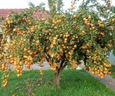 Медики предупредили о смертельной опасности популярного фрукта