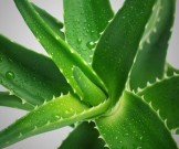 8 растений, которых не хватает на вашей кухне 8 растений, которых не хватает на вашей кухне