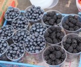 Черника, малина, брусника: врач назвала ягоды, в которых скапливается много радионуклидов Черника, малина, брусника: врач назвала ягоды, в которых скапливается много радионуклидов