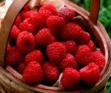 Употребление малины улучшает защиту организма от рака
