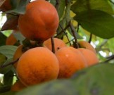 Хурма помогает при авитаминозе, цинге, онкологии, камнях в почках, болях в горле