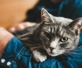 Врач: для здоровья нервной системы полезно слушать кошачье мурлыканье