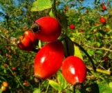Шиповник для здоровья суставов и кожи Шиповник для здоровья суставов и кожи