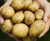 Почему врачи считают позеленевший картофель смертельно опасным