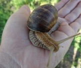 Улитки перевернут лечение бактерий, стойких к антибиотикам
