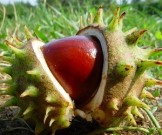 10 полезных способов использовать обычные каштаны 10 полезных способов использовать обычные каштаны