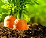 Какой овощ нужно есть каждый день, чтобы продлить молодость Какой овощ нужно есть каждый день, чтобы продлить молодость